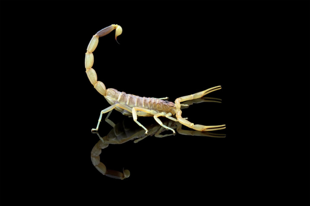 Scorpion- العقرب صورة