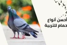 أحسن أنواع الحمام للتربية