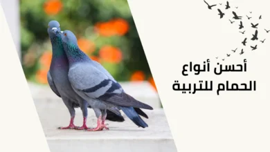 أحسن أنواع الحمام للتربية